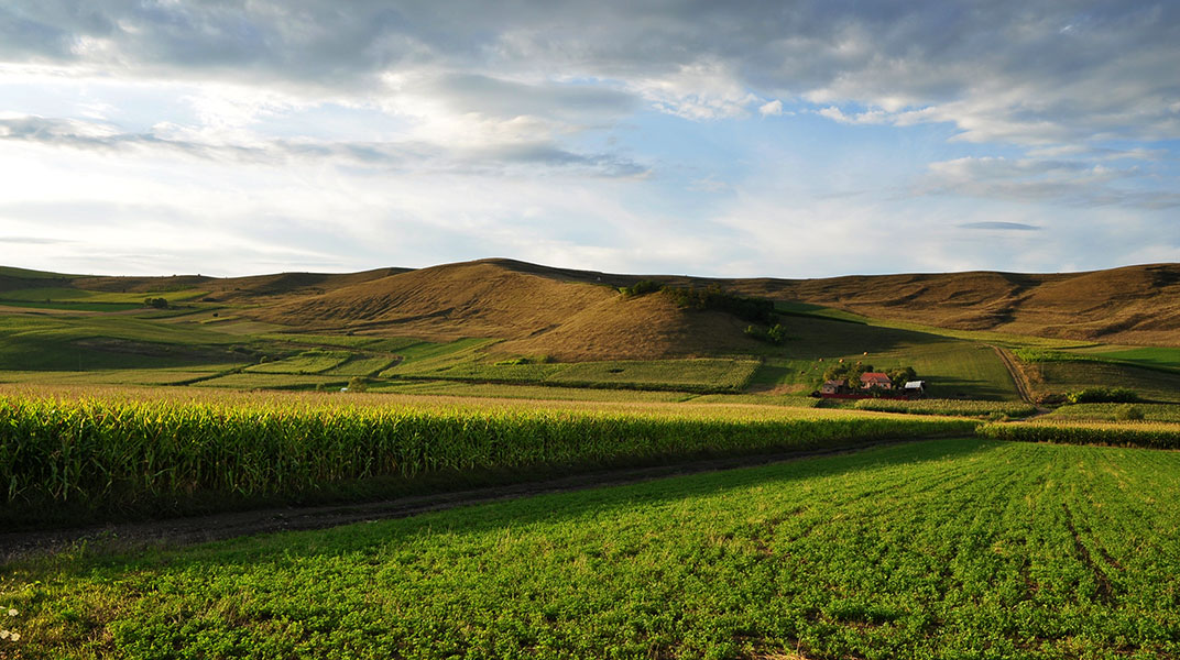 sonnenbeschienenes Maisfeld für Hügelkette