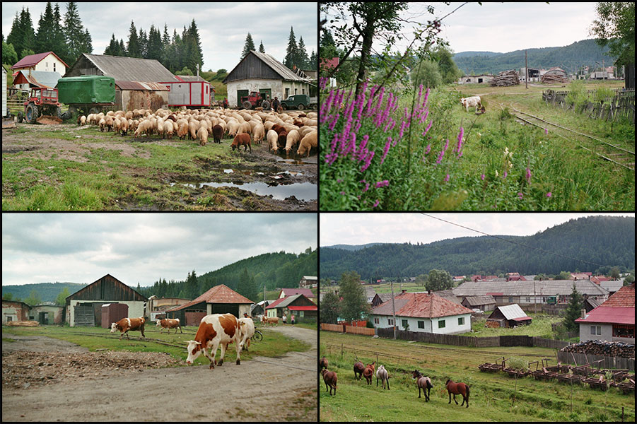 Bildcollage von Tieren neben Gleisanlagen