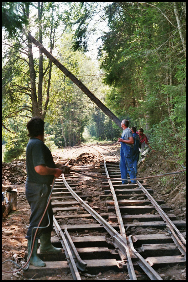 Baum wird gefällt