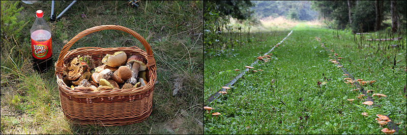 Bildcollage von  gleisanlagen und einem Pilzkorb