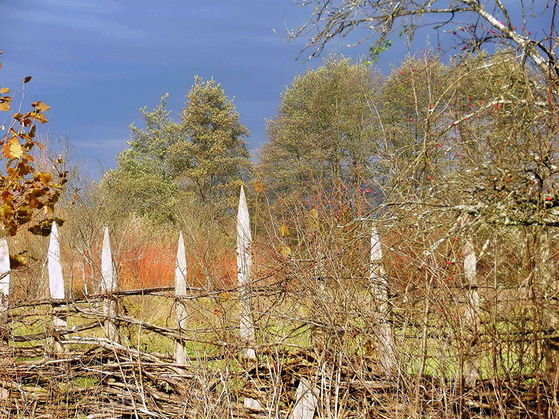 Herbstliche Bäume im Hintergrund vor einem Weidenzaun