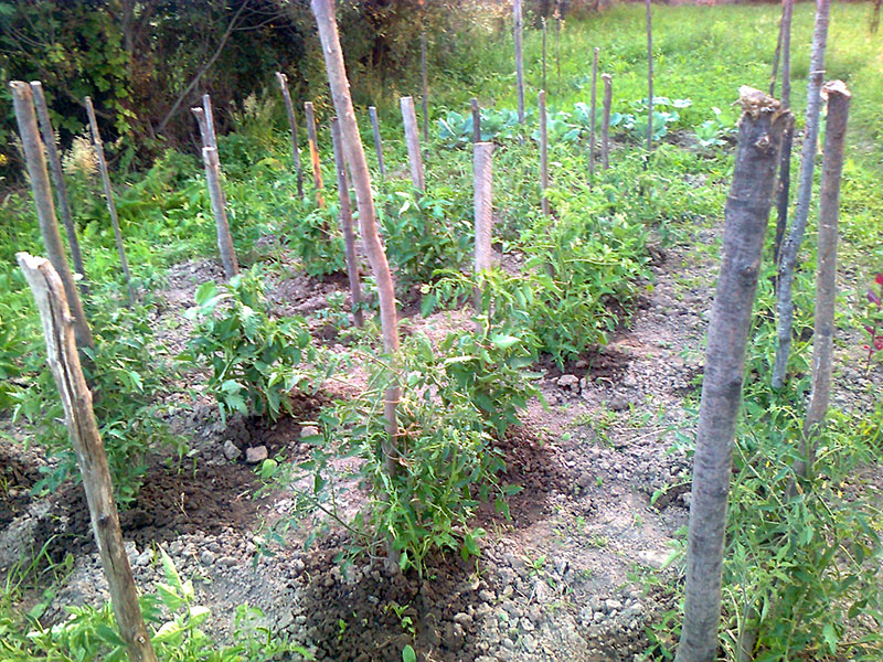 Tomatenpflanzen