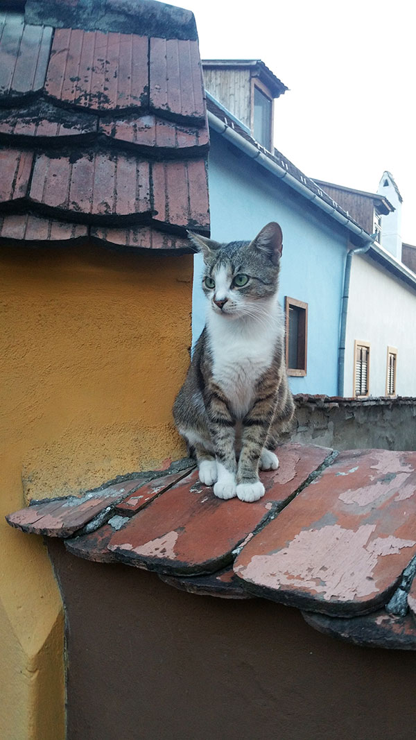 Katze sitzt auf einer Mauer