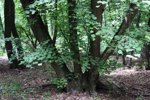 Wald ohne Gespenster