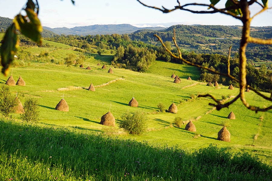 grüne Bergwiese mit Heuschobern und bewaldter Berglandschaft