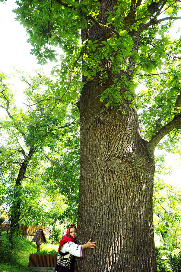 Autorin versucht einen alten Baum vergebens zu umfassen