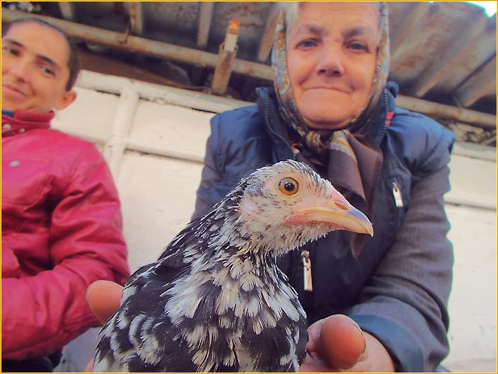 Frau hält ein Huhn auf einem Markt in die Kamera