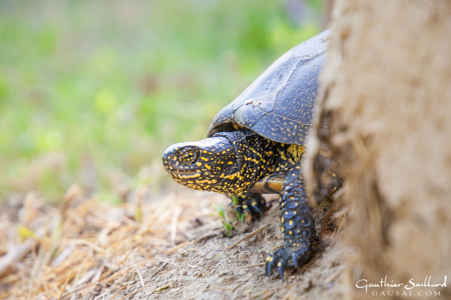 Schildkröte