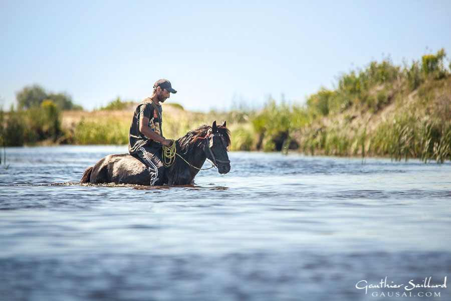 Reiter mit Pferd in der Donau
