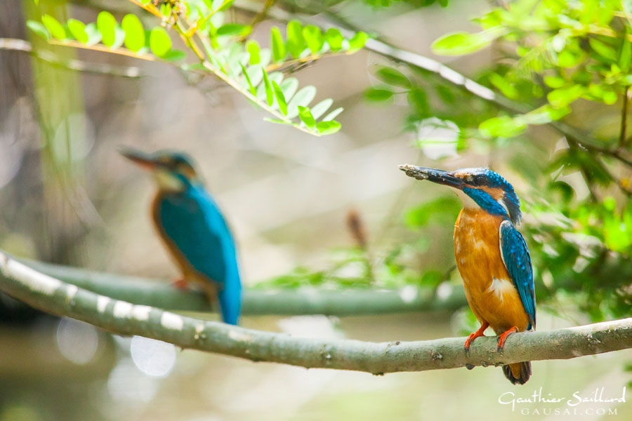 exotischer Vogel