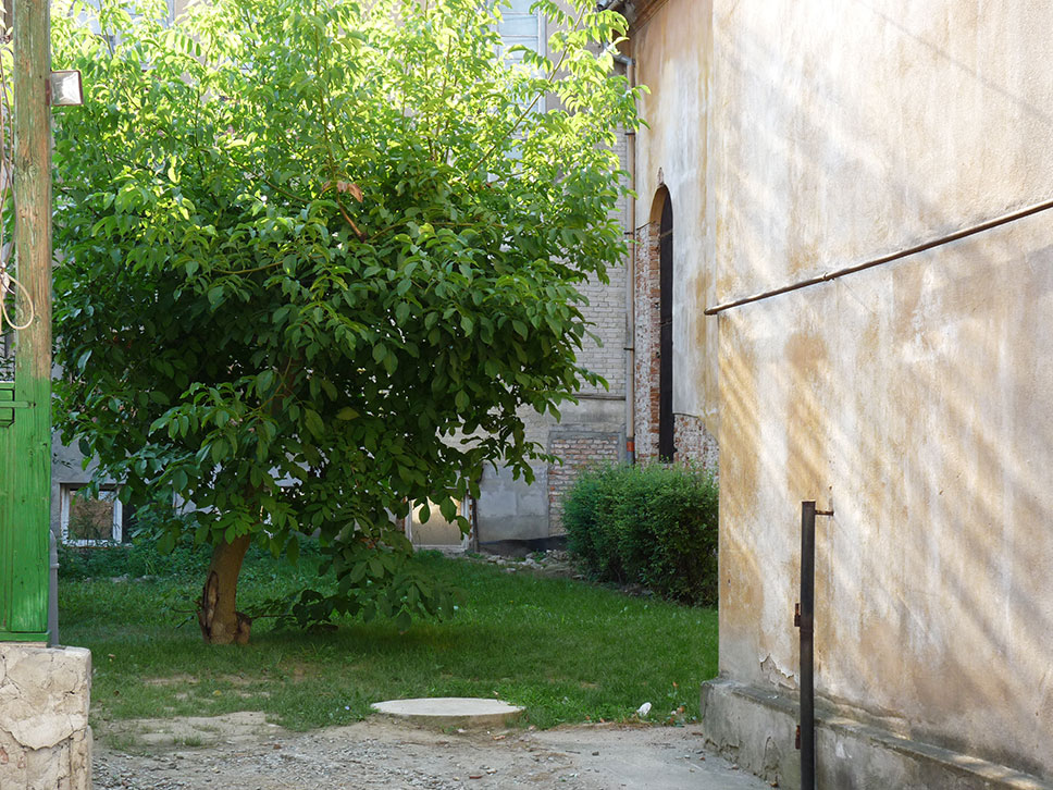 Hinterhof der Synagoge mit einem Baum