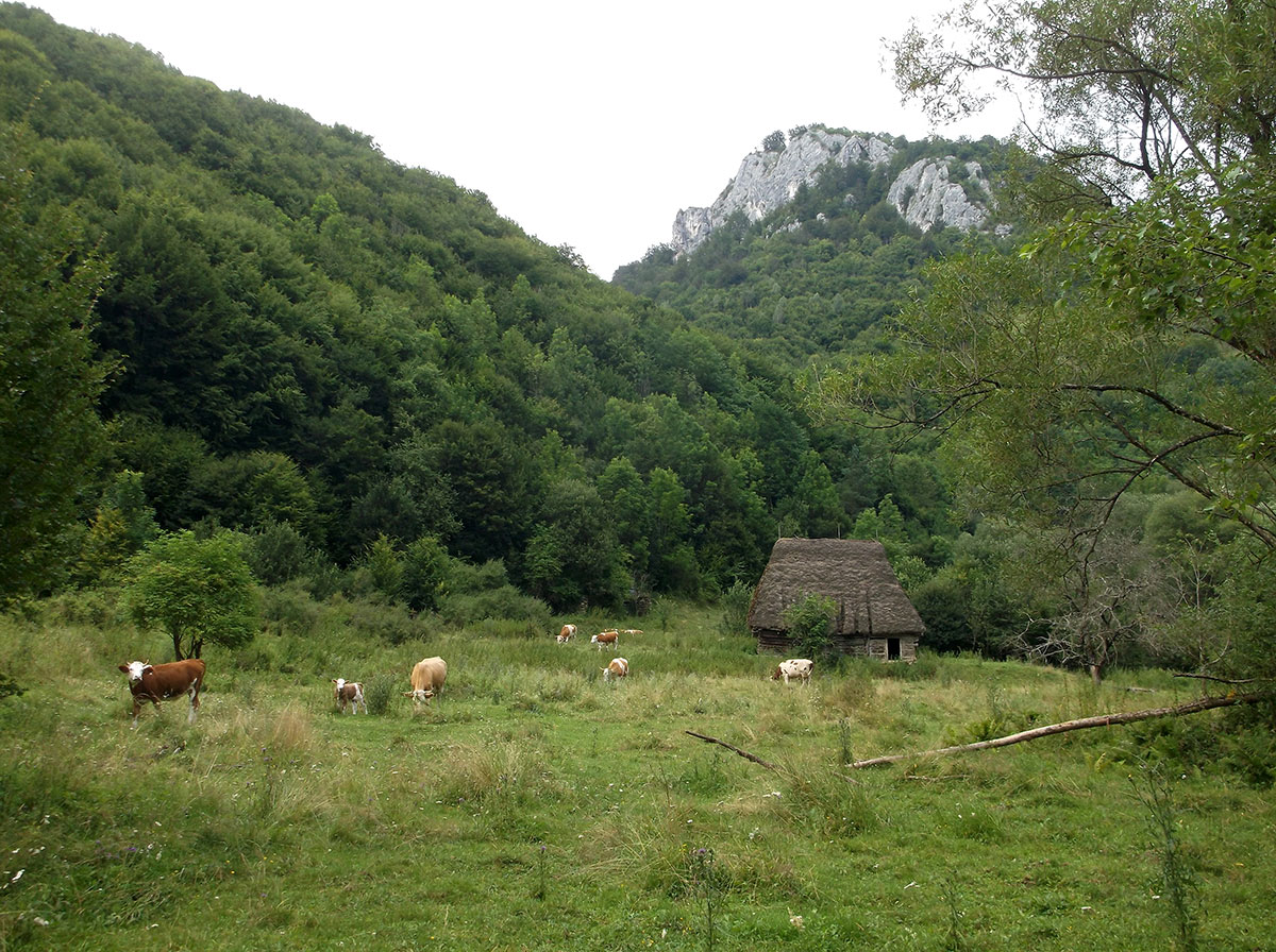 Kühe stehend auf einer Wiese