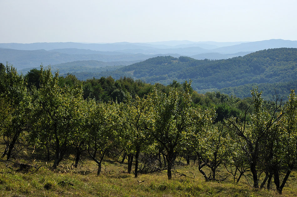 Weitblick in eine hügelige bewaldete Berglandschaft