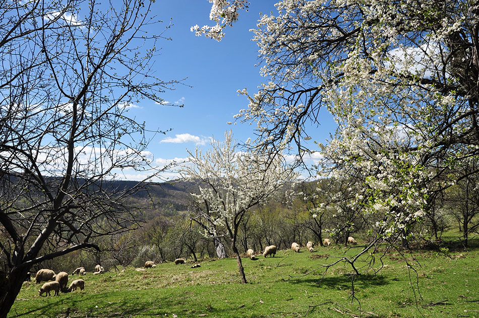 Schafe weiden auf einer Wiese im ehemaligen Dorf