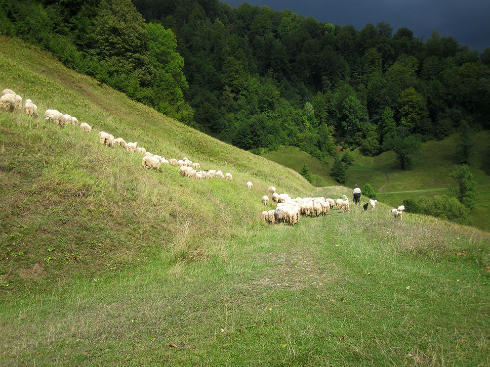 Schafherde an einem Berghang