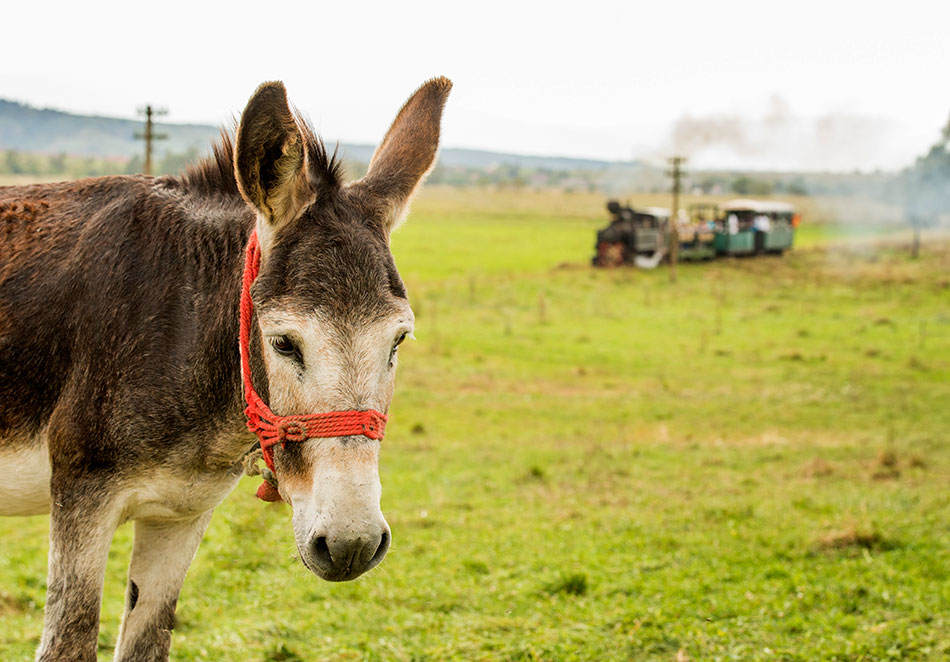 Esel schaut in die Kamera während im Hintergrund ein Zug vorbeiführt