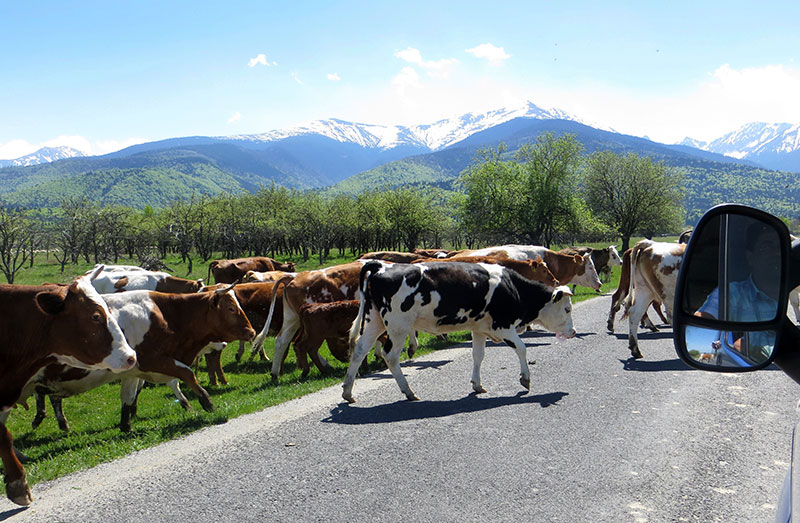 Eine Kuhherde zieht über die Straße, im Hintergund sieht man die Berge