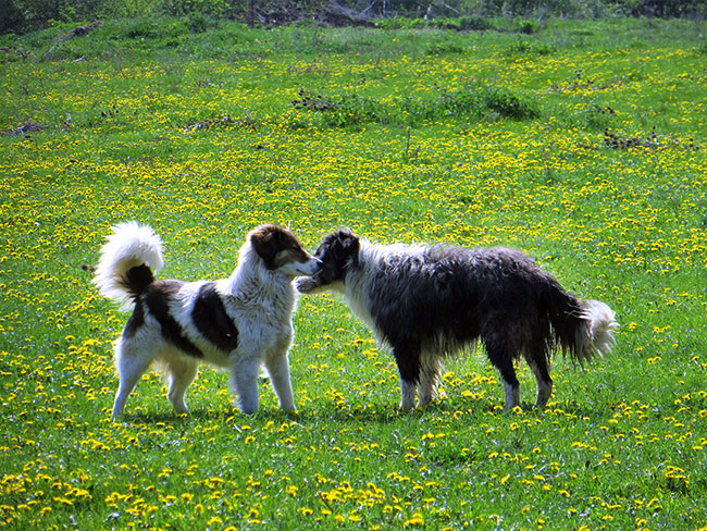 Zwei Hunde stehen auf einer Blumenwiese