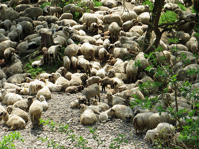 Eine Schafherde am Wegesrand