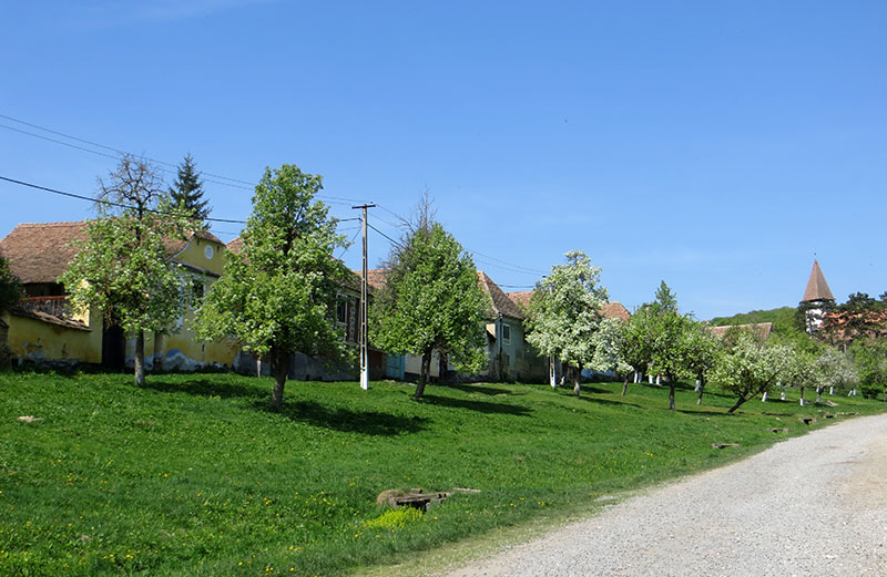 Dorfstraße von Meschendorf mit blühenden Bäumen vor den Häußern am Straßenrand
