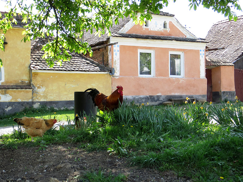 Bauernhaus mit Huhn und Hahn im Vordergrund