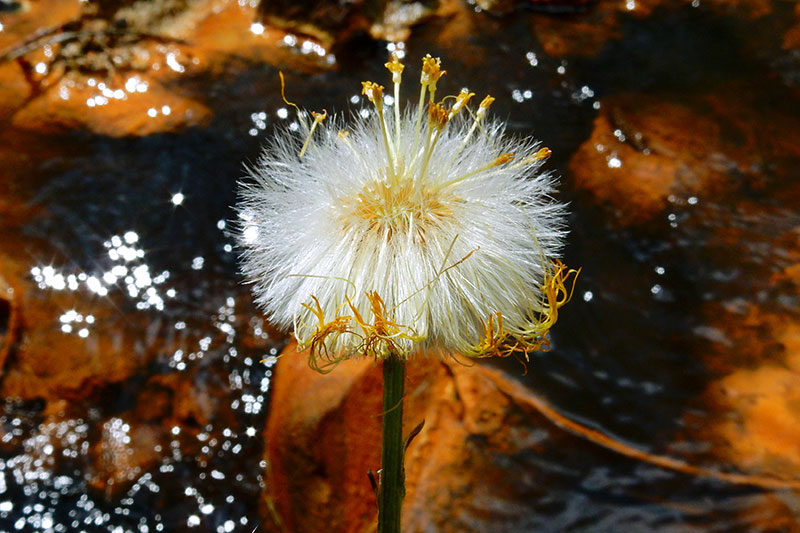 Nahaufnahme einer Pusteblume