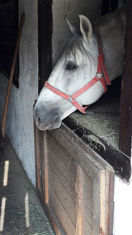 Pferd schaut aus dem Stall