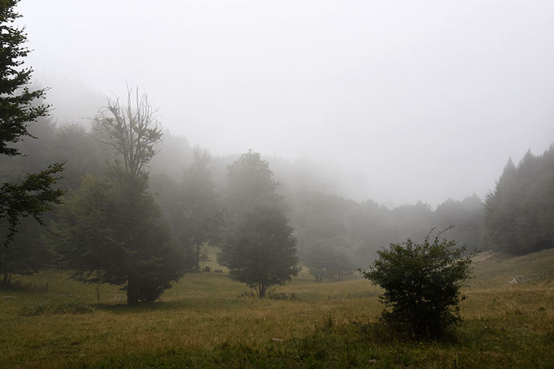 Wiese im Nebel