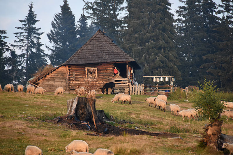 Schäferhütte