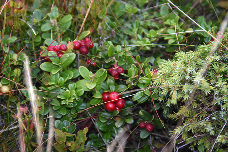 Preiselbeeren