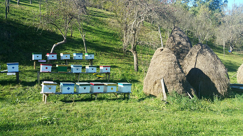 3 Reihen von Bienenkästen neben drei Heuschobern