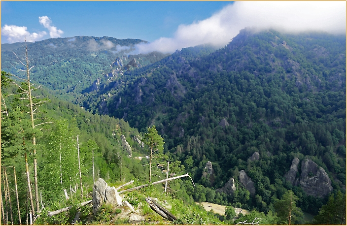 bewaldete Berglandschaft