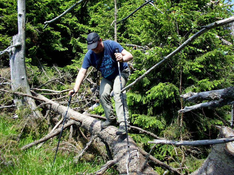 Stefan klettert mit Wanderstöcken über einen umgestürzten Baum