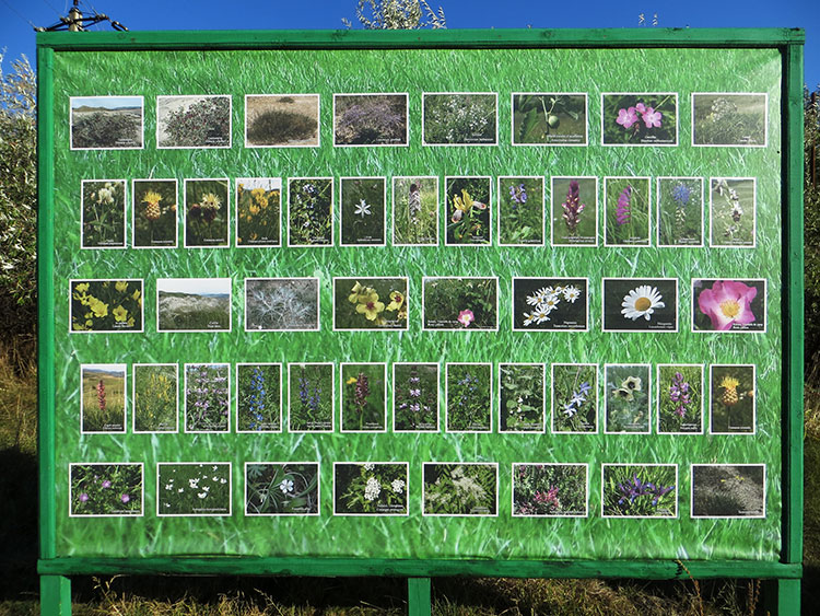 Fototafel von Pflanzenwelt im Drachengarten