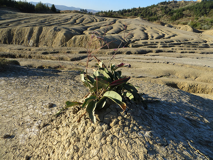 foto von Vulkankegel mit Pflanze