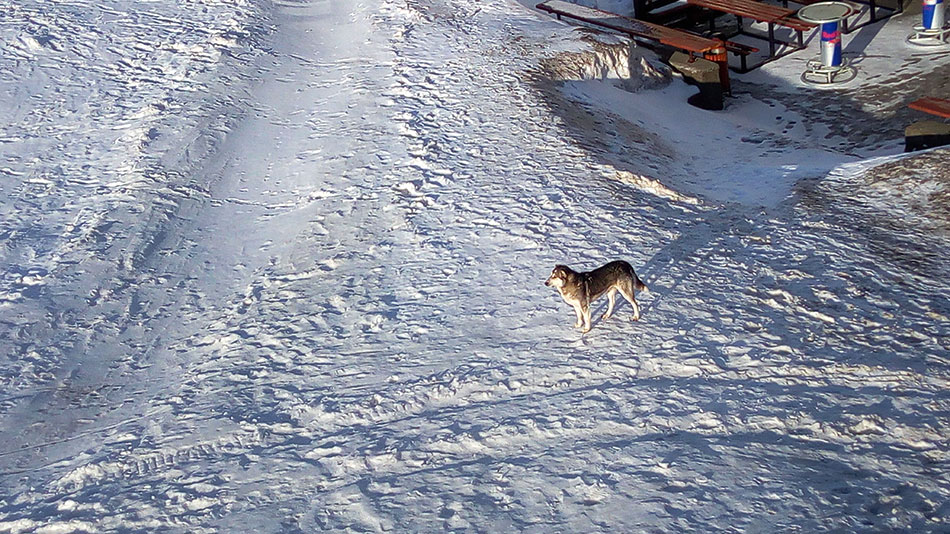 Hund vor Pension