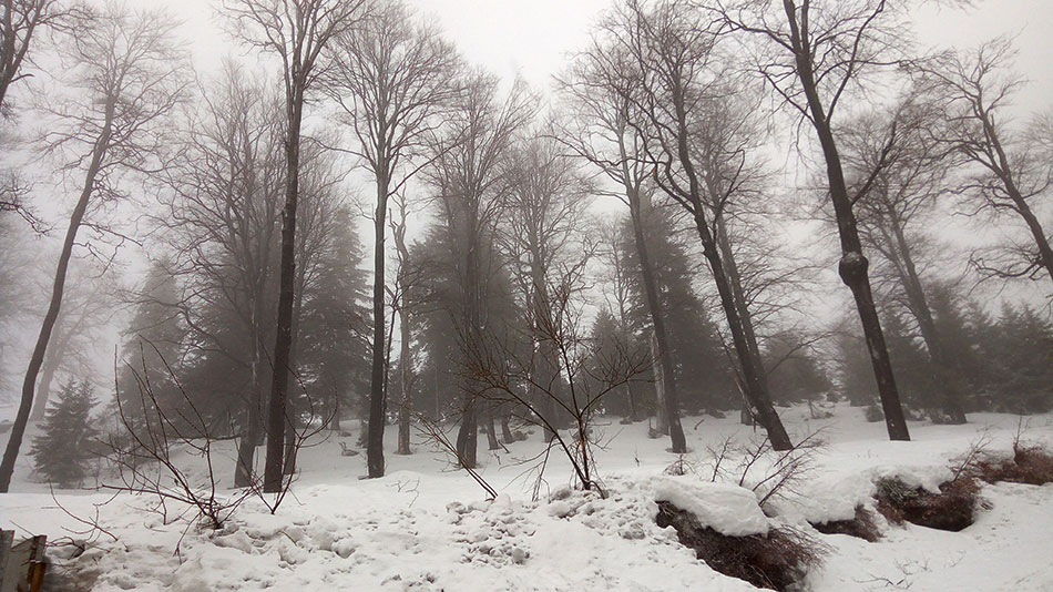 Bäume im Nebel