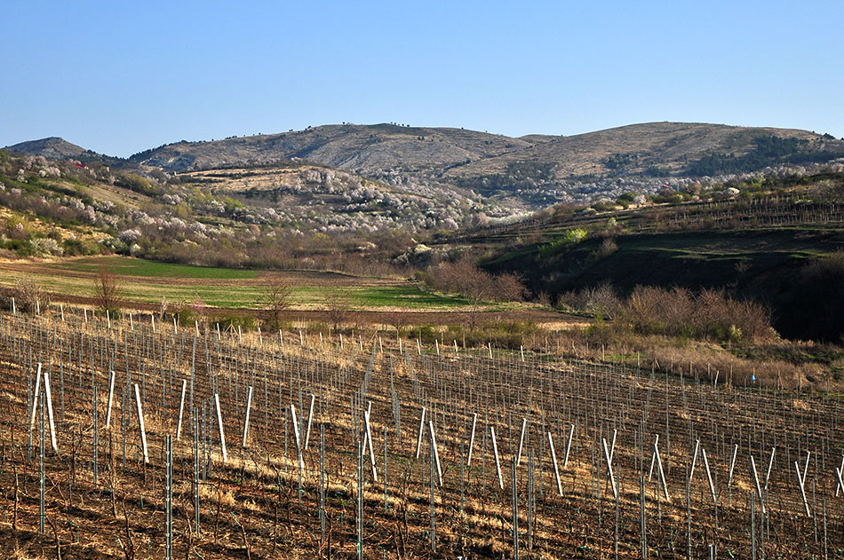 Foto von Hügelkette. Im Vordergrund ein Weinberg