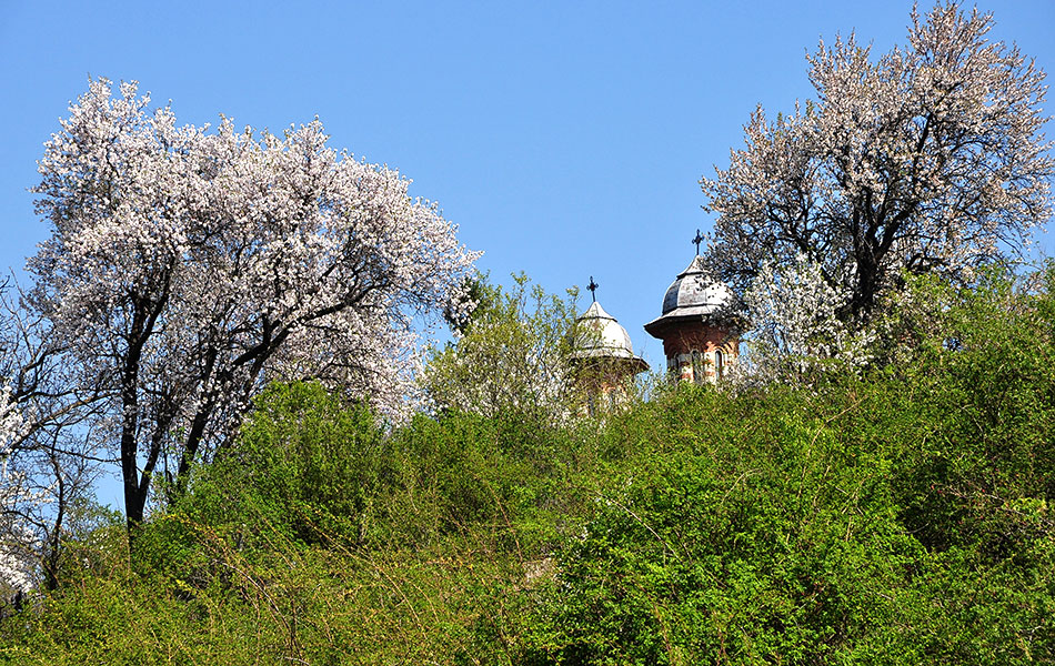 Ein Hügel mit zwei blühenden Mandelbäumen und hinter dem Hügel ragen zwei Kirchturmspitzen heraus