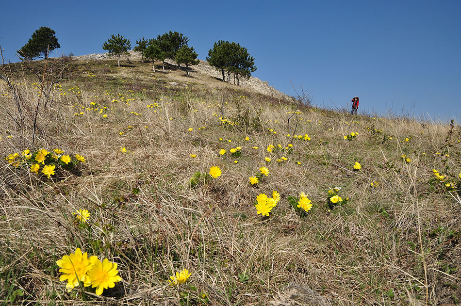 Frühlingswiede mit gelben Blumen und einer Frau mit Hut am Bildrand und eingen Kiefernbäumen