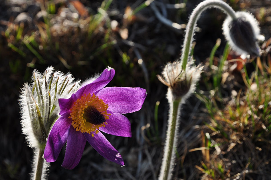 Nahaufnahme der Blüte einer Küchenschelle