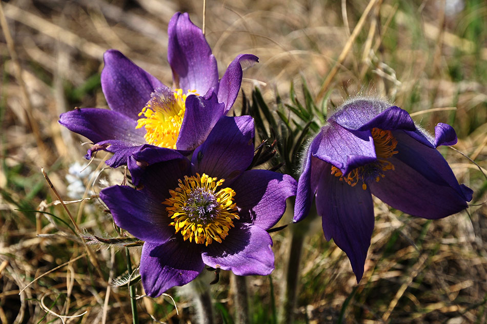 Nahaufnahme von zwei Blüten einer Küchenschelle