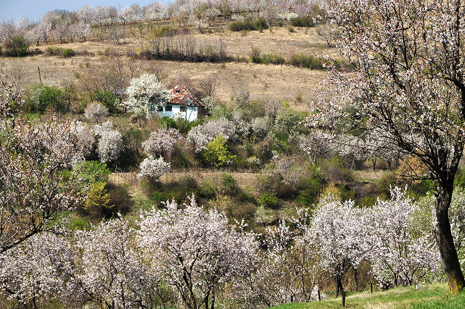 blühende Obstbäume umranden ein blaues Bauernhaus