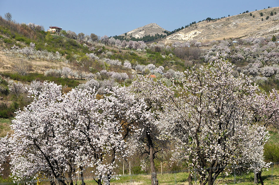 blühende Bäume vor einer Hügelkette