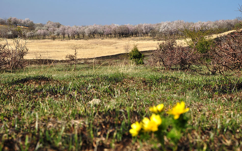 Foto von einer Wiese und im Hintergrund blühende Mandelbäume