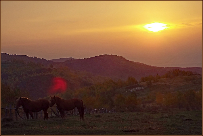 Pferde im Sonnenuntergang