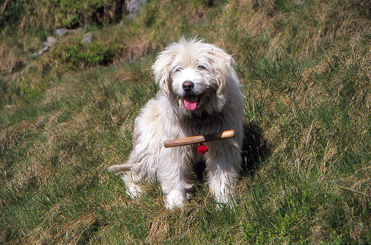 Foto von anderem Hirtenhund mit Holzstöckchen am Halsband