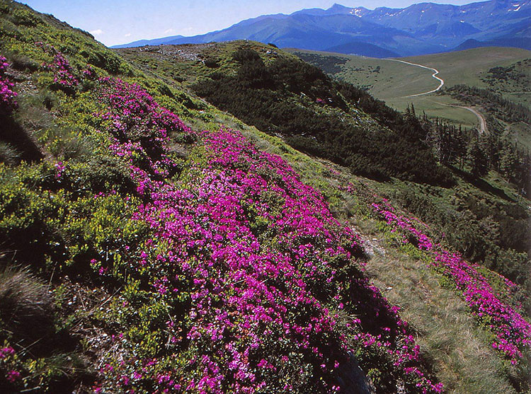 Foto von Wiese mit Alpenrosen