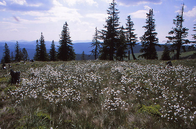 Foto von Wiese mit Wollgras