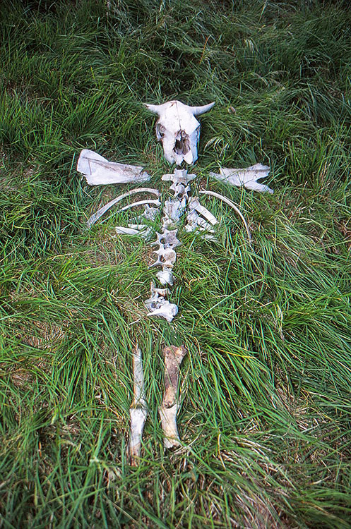 Foto von Tierknochen welche Michele zu einer Figur zusammengelegt hat